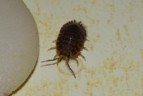 Porcellio dilatatus